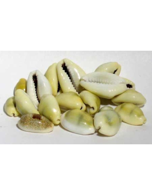 1 Lb Cowrie Shells