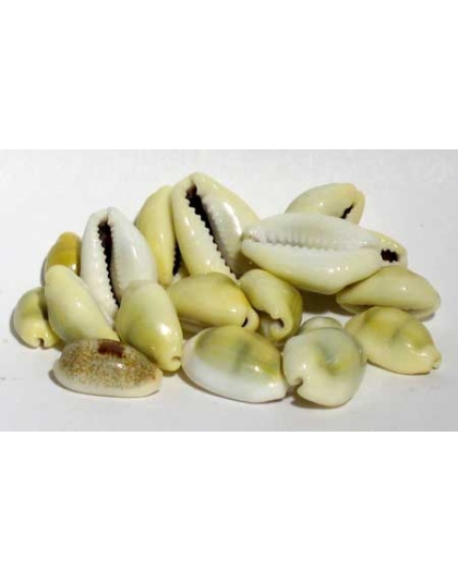 1 Lb Cowrie Shells