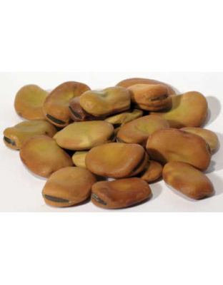 1 Lb Mojo Wish Beans (Vicia faba)