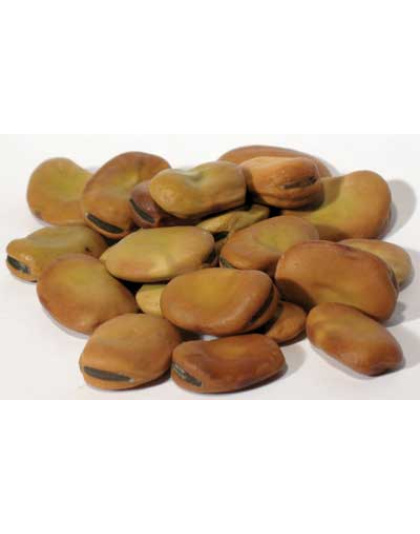 1 Lb Mojo Wish Beans (Vicia faba)