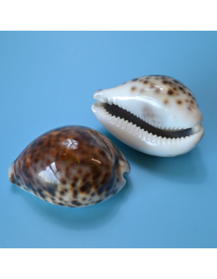 2-3" Tiger Cowrie Shell polished