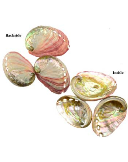 2" - 3" Abalone Shell incense burner