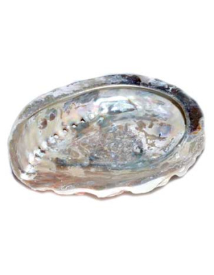 4" Abalone Shell incense burner (limited quanity)