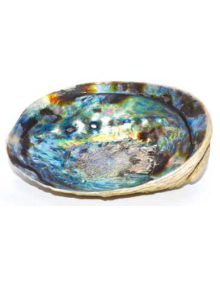 5"- 6" Abalone Shell incense burner