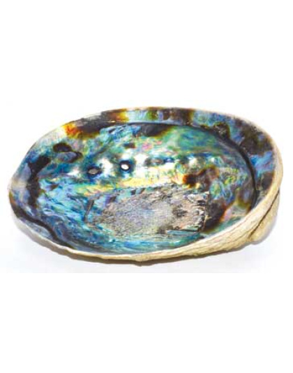 5"- 6" Abalone Shell incense burner