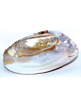 6" Shell incense Burner