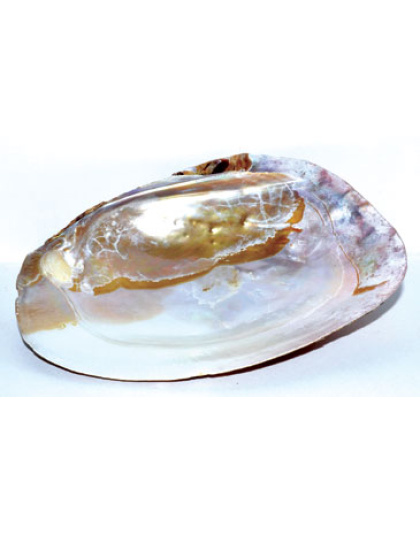 6" Shell incense Burner