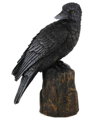 Backward Looking Raven 6"