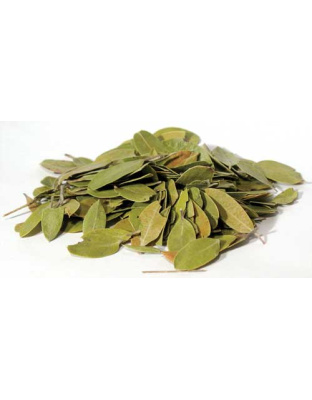 Bearberry (Uva-Ursi) 2oz