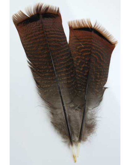 Bronze Pre-tail Turkey feather