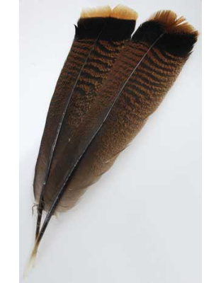 Bronze Turkey Tail feather
