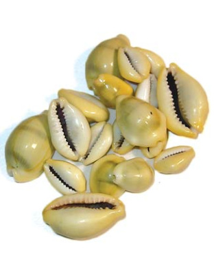 Cowrie Shells 18 pcs