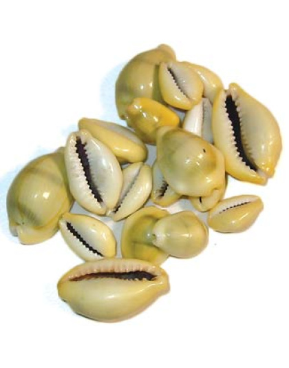 Cowrie Shells 18 pcs