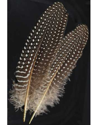 Guinea Hen Wing feather