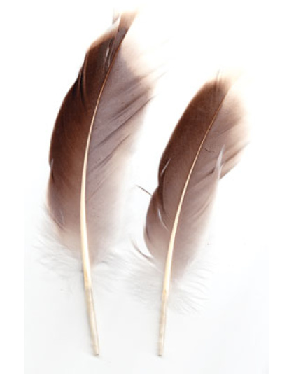 Natural Gray Goose feather