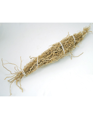 Patchouli Root 1 root bundle (Pogostemon cablin)