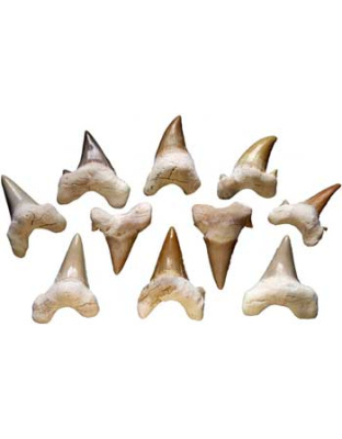 Shark Teeth