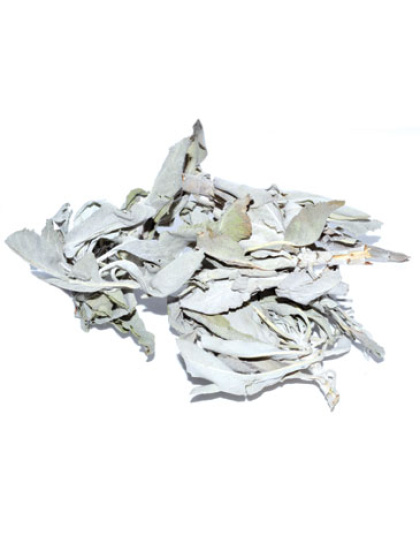 White Sage 1oz (Salvia Apiana)