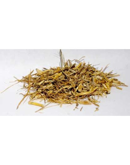 Witches Grass ( Panicum Capillare cut 2oz)